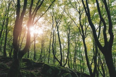 skane-natur-ruhe.jpg