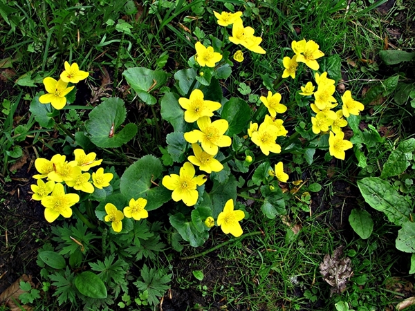 Auf der Wiese am Omberg.JPG
