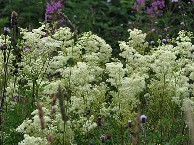 weisse Blueten 3 A.JPG