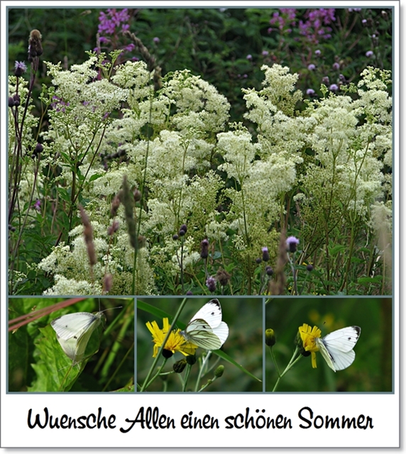 Sommergruss schwedenforum.jpg