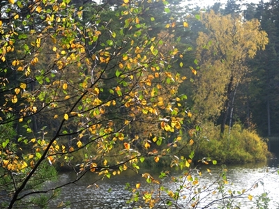 Herbst im Hökensås 2.JPG
