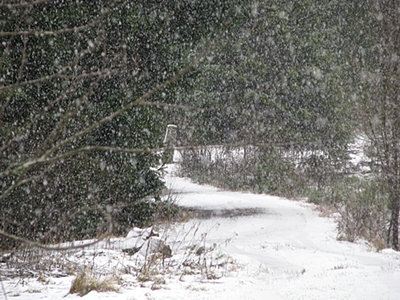 snön faller.JPG
