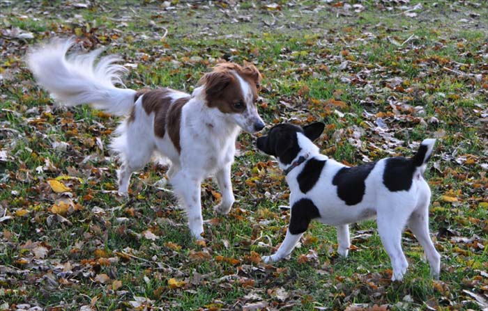 Begegnung mit einem schwedischen Jack Russel in Västervik
