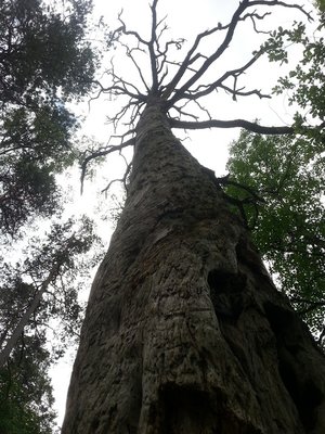 Toter Riese auf dem Weg zur Skurugata